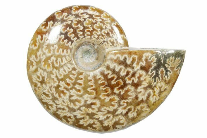 Polished Ammonite (Cleoniceras) Fossil - Madagascar #348513